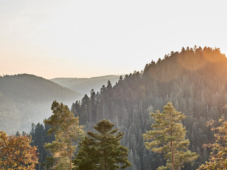 View over the tops of the Black Forest, illuminated by the sun and shining in autumnal colors.