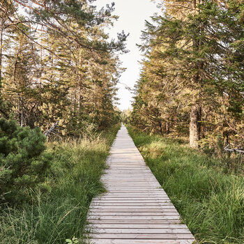 Ein hölzerner Weg führt durch das Hochmoor Katelbronn im Schwarzwald