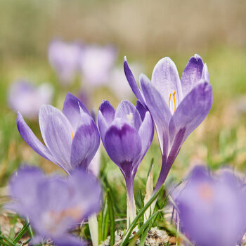 Nahaufnahme von blühenden violetten Krokussen im Frühling