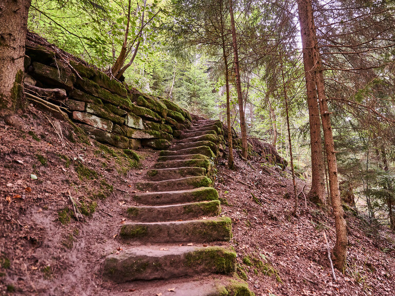 A stone staircase covered with moss leads as a path through the Black Forest.