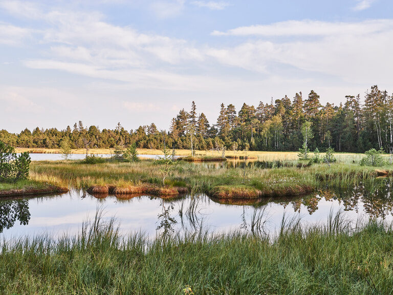 A small lake surrounded by reeds, meadows and trees.