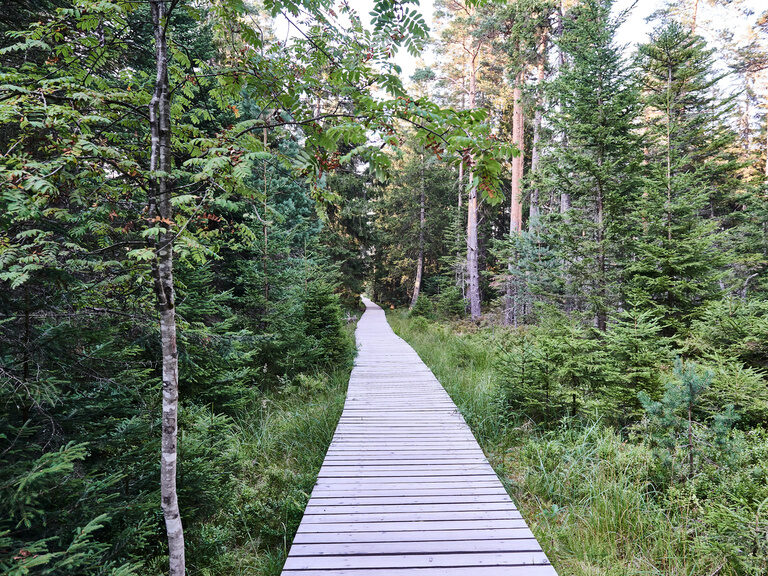 Das Hochmoor in Kaltenbronn im Schwarzwald beherbergt unter anderem selten gewordene Tierarten wie den Auerhahn. Ein hölzerner Weg führt zwischen Baumstämmen durch einen Wald.