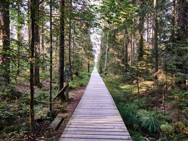Das Hochmoor in Kaltenbronn im Schwarzwald beherbergt unter anderem selten gewordene Tierarten wie den Auerhahn. Ein hölzerner Weg führt zwischen Baumstämmen durch einen Wald.