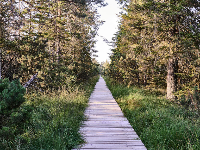 Die immergrünen Wälder des Schwarzwaldes ziehen Gäste von nah und fern in ihren Bann. Ein, aus Holz gebauter Weg, führt mitten durch den Schwarzwald.