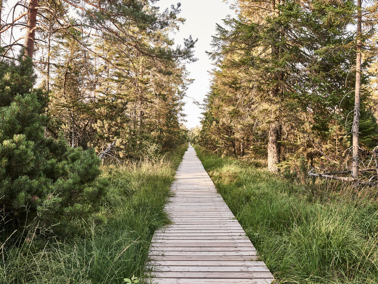 Ein hölzerner Weg führt durch das Hochmoor Katelbronn im Schwarzwald