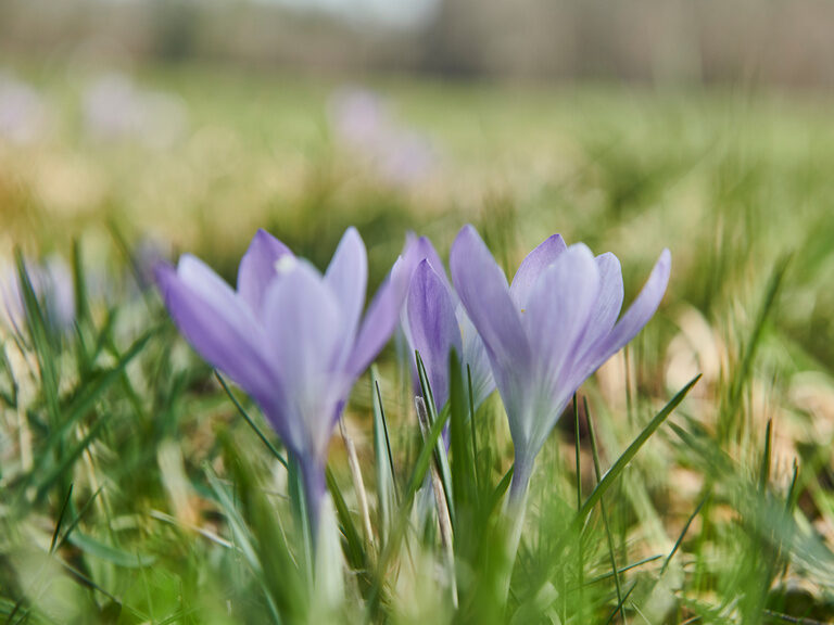Aufgehender Wildkrokuss beim blühen.