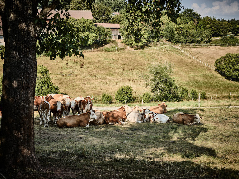 Einige Kühe liegen auf einer grünen Wiese gemütlich unter einem Baum im Schatten.