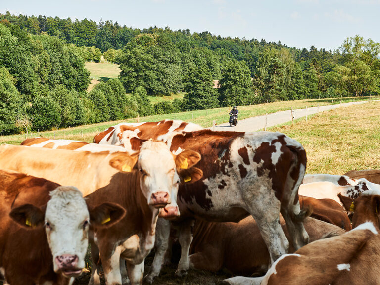 Das Hotel Berlins KroneLamm folgt dem Willen Natur zu erhalten, heimische Erzeuger zu stärken und die Welt für die kommenden Generationen lebenswert zu halten. Auf einer großen, grünen Weide stehen und liegen Kühen in der Idylle des Schwarzwaldes.