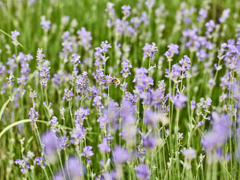 Eine Wiese mit Gräsern und einer Vielzahl an violetten, blühenden Blumen.