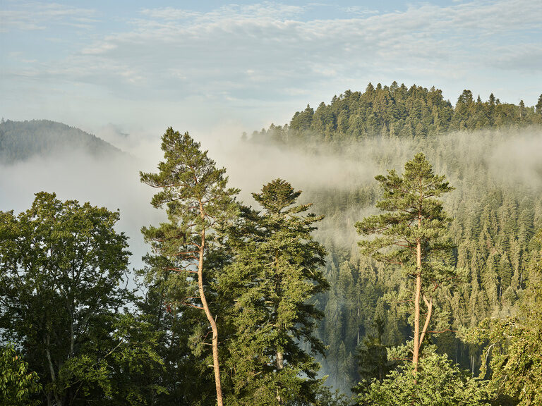 Der mystische Naturpark Schwarzwald hat viele wunderbare Orte zu entdecken. Nebelschwaden gleiten durch die Baumspitzen des Schwarzwaldes in Zavelstein.