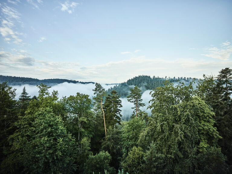 Kräftige Nebelschwaden ziehen durch die Baumwipfel des Schwarzwalds.