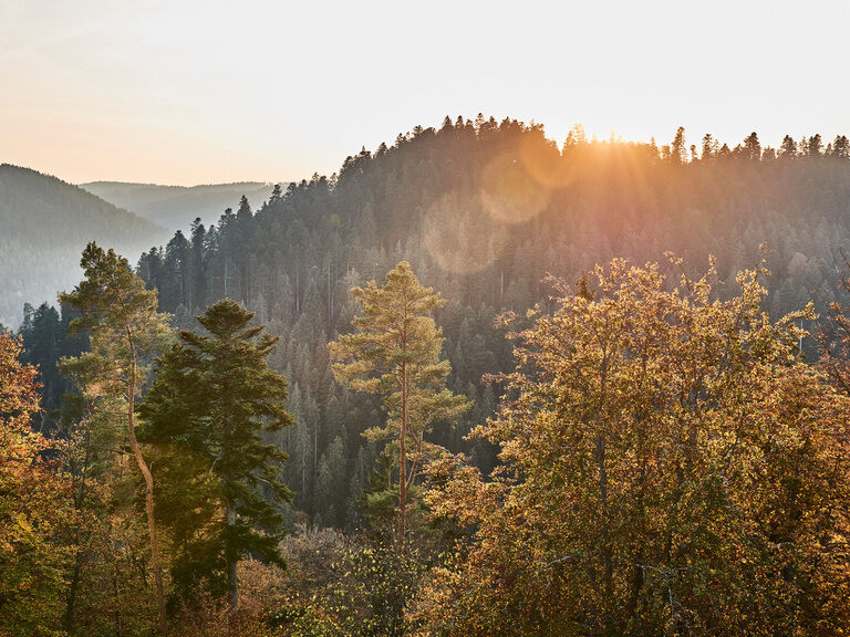 Die Schwarzwaldidylle in herbstlicher Atmosphäre. Der Schwarzwald wird von der Sonne angestrahlt und leuchtet in herbstlichen Farben.