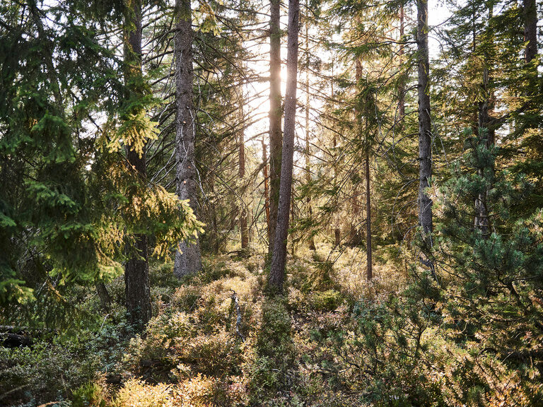 Unter den vielen örtlichen Wanderwegen Im schwarzwald hat Bad -Teinach viele Premiumwanderwege davon. Bäume, welche von den Strahlen der Sonne durchflutet werden.